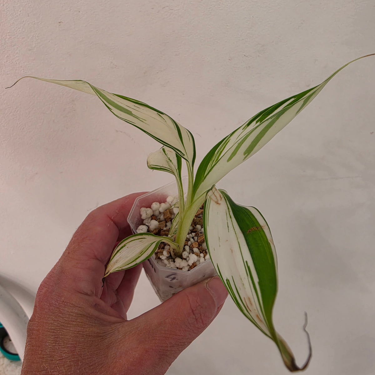 Musa ‘Hawaii’ Variegated – Established | Exact Plant #4