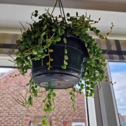 Peperomia Prostrata Rare Trailing Houseplant 14cm pot