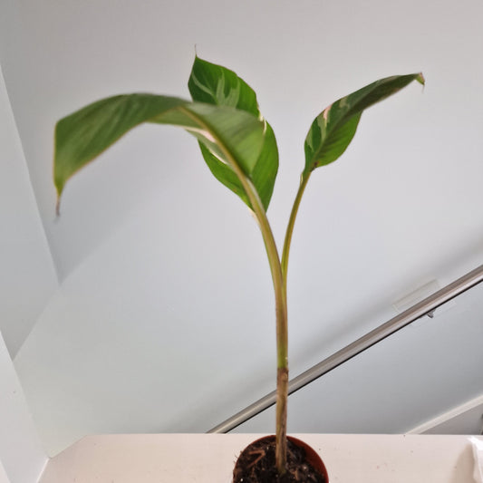 Musa Nono Rare Houseplant approx 50cm tall 10.5cm pot (8)