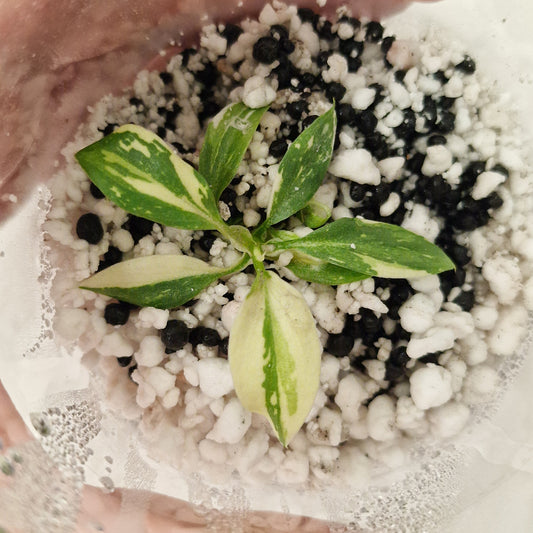 PRE-ORDER – Philodendron Gloriosum No2 (Variegated)  – Young Exact TC Plant (#5)