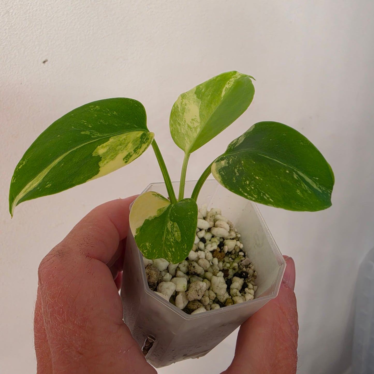 Monstera Lemon Pom Pom – Exact Plant No. 6 - See Description