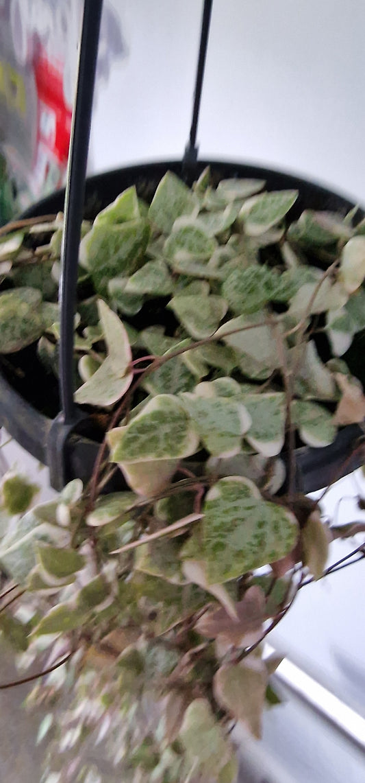 Ceropegia Linearis Merel - Strings of Variegated Spades