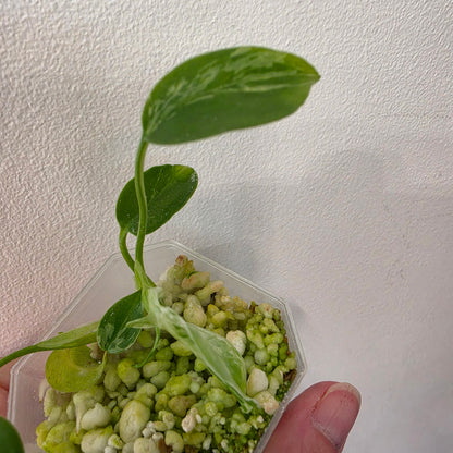 Monstera Bulbasaur – Fully Acclimatised | Exact Plant #10