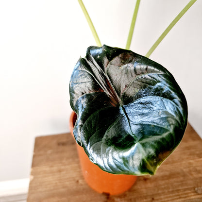 Alocasia Green Unicorn Houseplant 14cm pot (2)