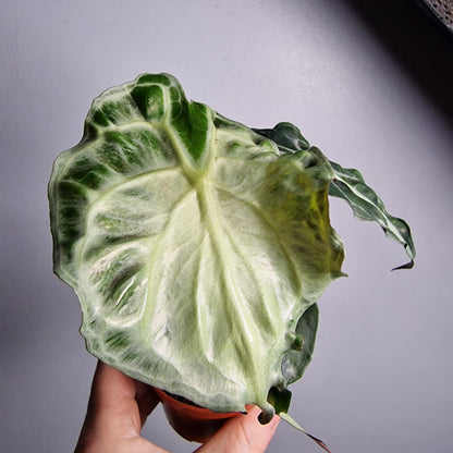 Alocasia Venom – 8cm Pot