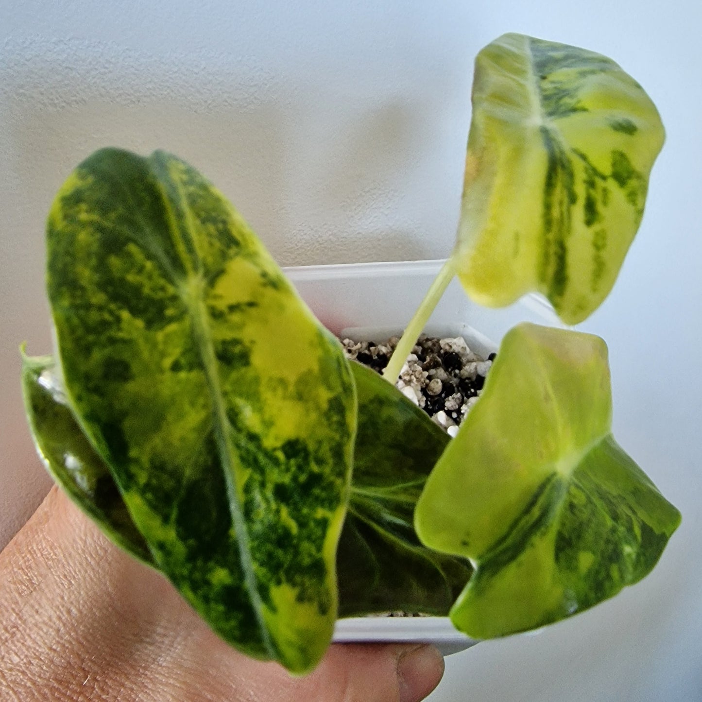 Alocasia Suhirmaniana Aurea Variegation – Exact Plant (6)