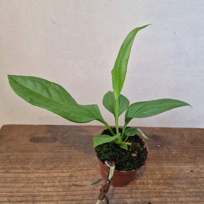 Anthurium Vittarifolium Rare Houseplant 6cm pot