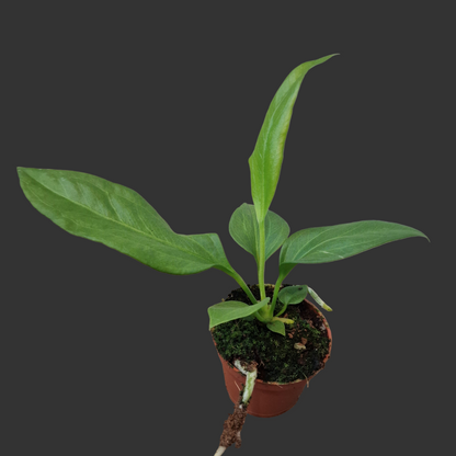 Anthurium Vittarifolium Rare Houseplant 6cm pot