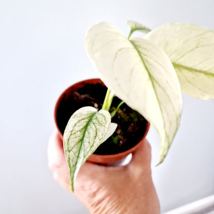 Monstera Deliciosa Mint Variegata Rare Houseplant 10.5cm pot (3)