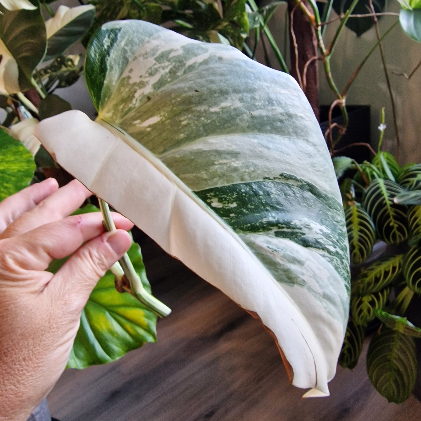 Monstera Albo Highly Variegated Middle Cutting