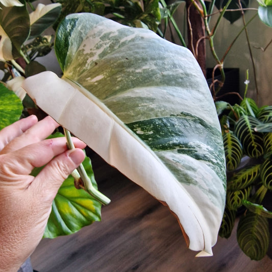 Monstera Albo Highly Variegated Middle Cutting