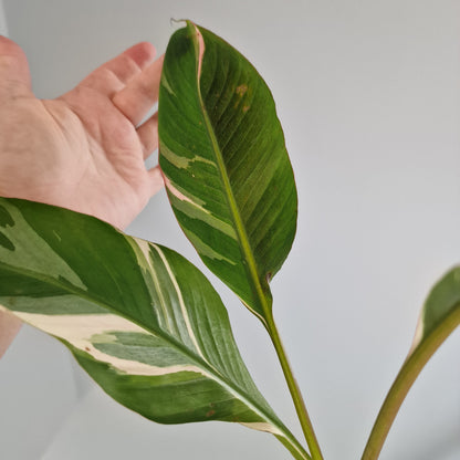 Musa Nono Rare Houseplant approx 50cm tall 10.5cm pot (8)