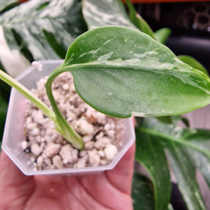 Monstera Bulbasaur see description