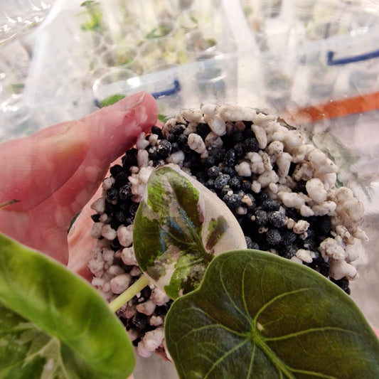 Alocasia Pink Wentii Variegated – Exact Plant (b)