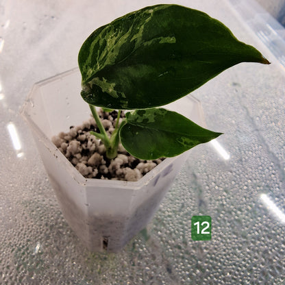 Monstera Bulbasaur – Choose Your Exact Plant (Acclimatising TC Batch) see description