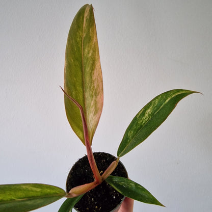 Philodendron Caramel Marble – 6cm Pot (#3)