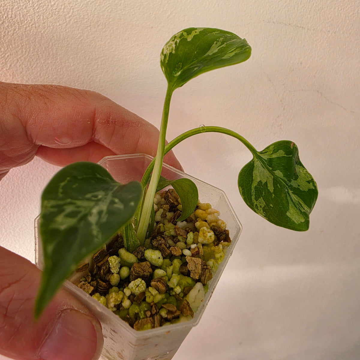 Monstera bundle - see description