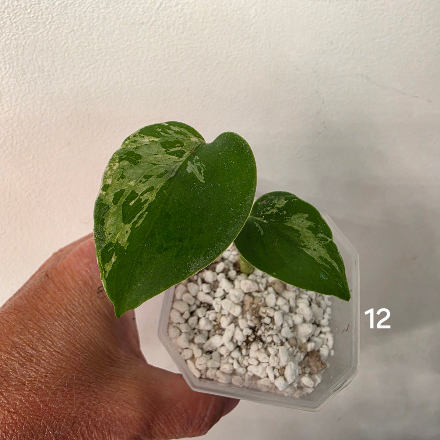 Monstera Bulbasaur 7cm pot – Choose Your Own
