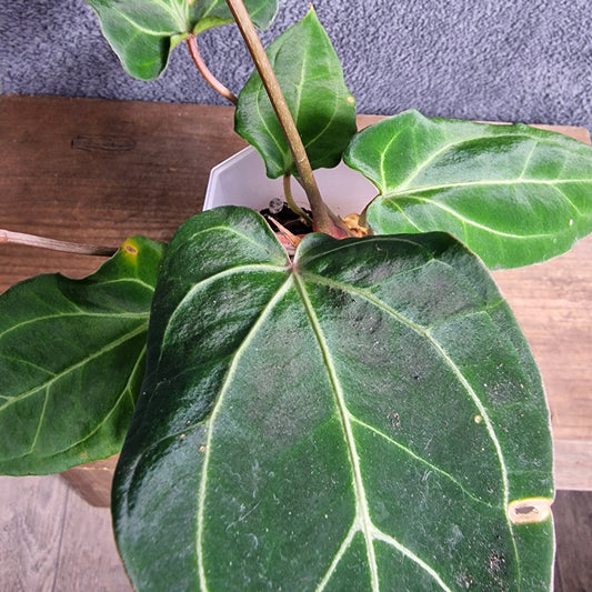 Anthurium Eureka Ecuagenera Import (a) worth £40 – Rehab Plant