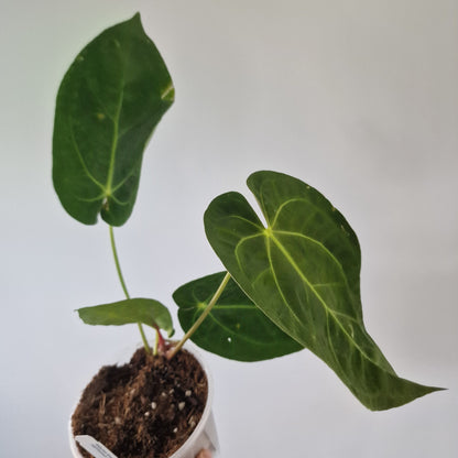 Ecuagenera Rehab Anthurium Silver Blush x Anth papillilaninum Inverse Crossing