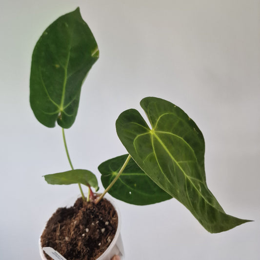 Ecuagenera Rehab Anthurium Silver Blush x Anth papillilaninum Inverse Crossing