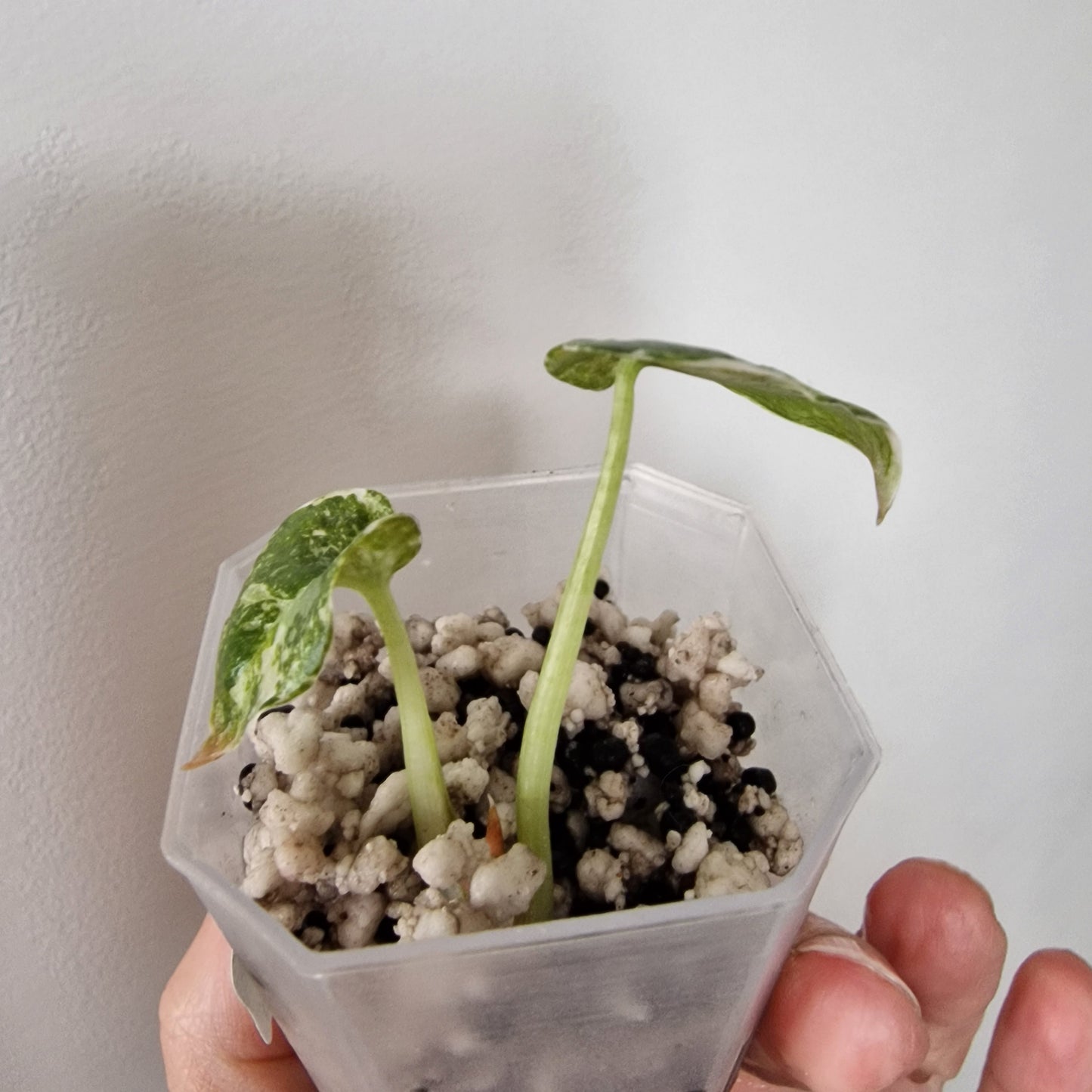 Alocasia Cuprea ‘Nom Yen’ Variegated – Tissue Culture Plant (#2)