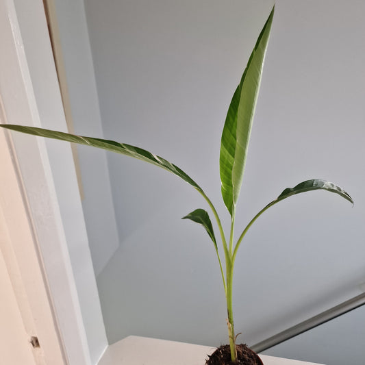 Musa Florida Rare Houseplant approx 40cm tall 10.5cm pot (6)