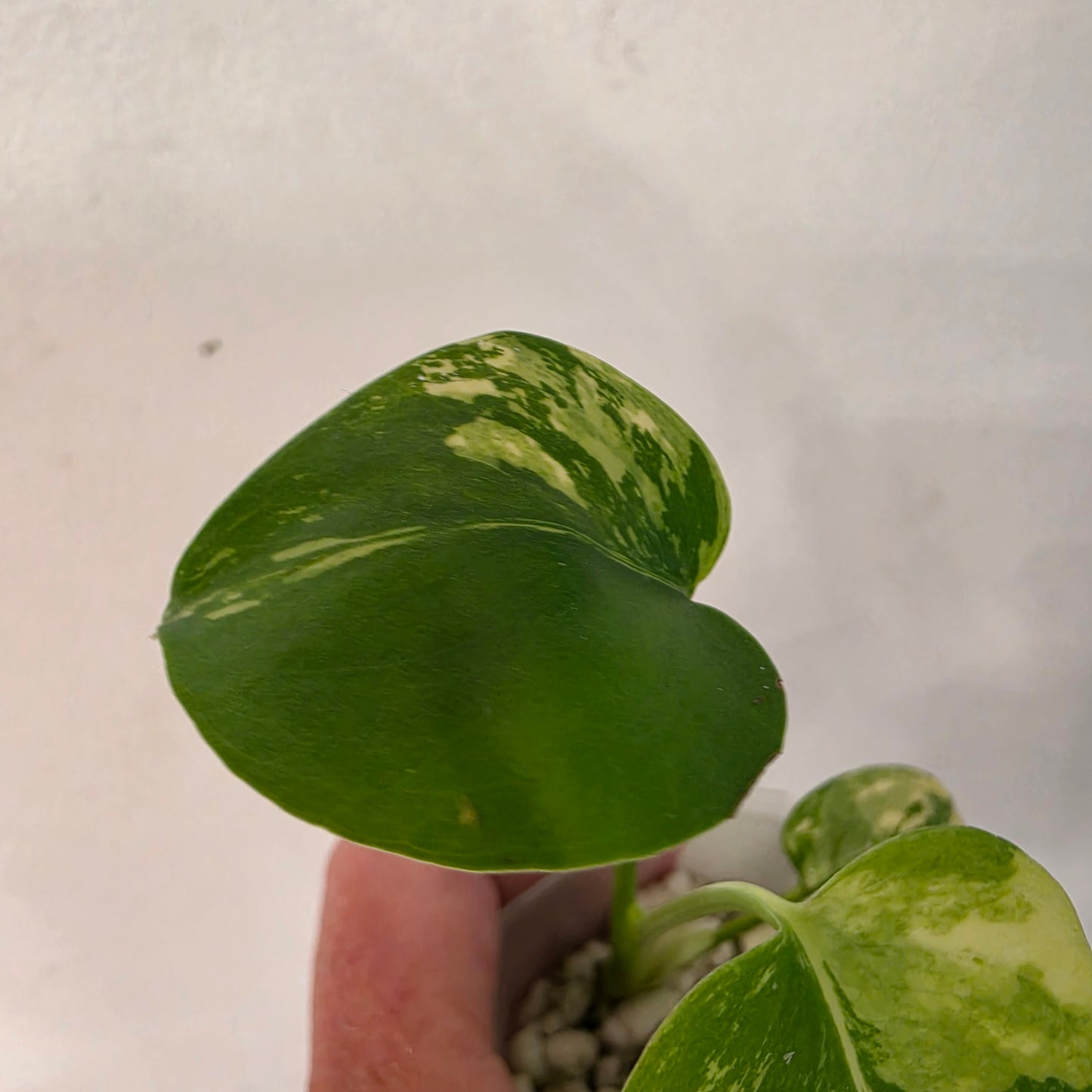Monstera Lemon Pom Pom – Exact Plant No. 3 - See Description