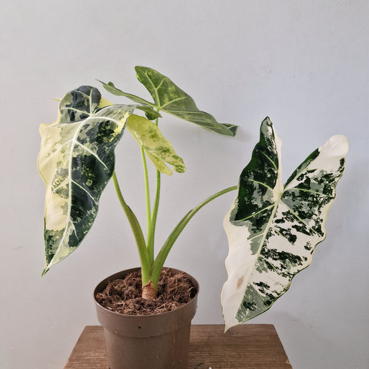 Alocasia Variegated Frydek (#2) – 17cm Pot (50cm Tall)