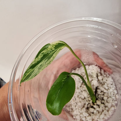 Pre-order Monstera Bulbasaur – Young TC Plantlet Exact Plant (1-15)