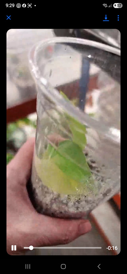 Csilla - Early bird price - Monstera Lemon Lime – Young Exact TC Plant