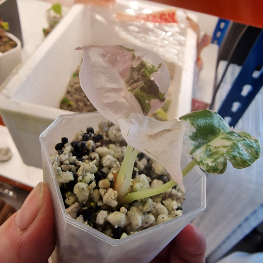 Alocasia Cuprea ‘Nom Yen’ Variegated – Tissue Culture Plant (#1)