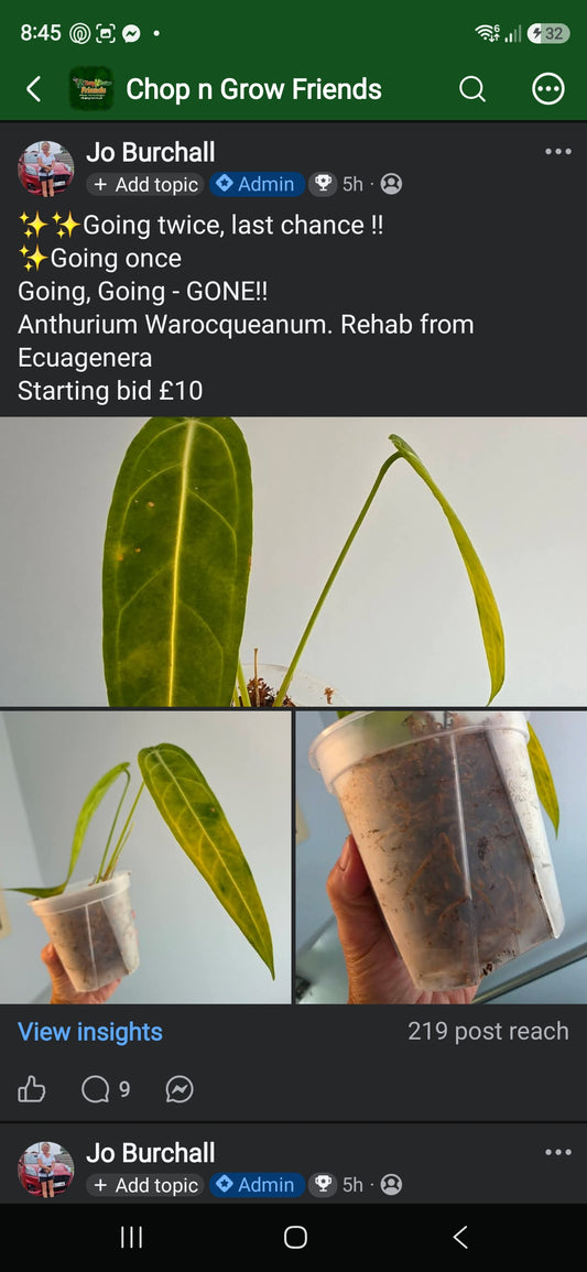 Sunday CnG Sale - Rachel Anthurium Warocqueanum