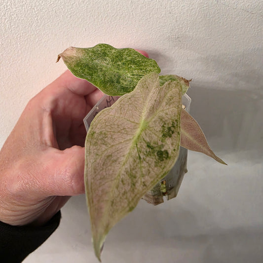 Alocasia Black Saturn Stardust Variegata exact plant #1