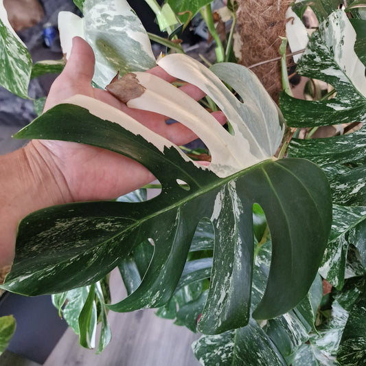 Monstera Albo Middle Cutting with new leaf Highly Variegated (7)