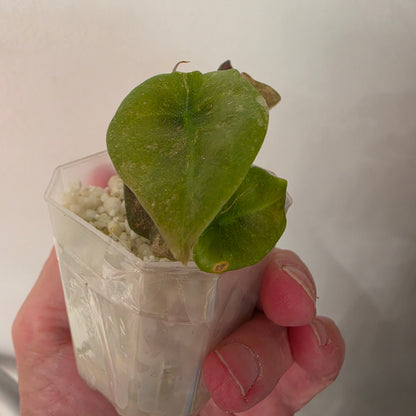 Alocasia Cuprea ‘Pink Spot’ Variegated – Established | Exact Plant #3