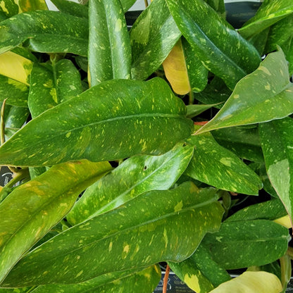 Philodendron Ring of Fire – 6cm Pot