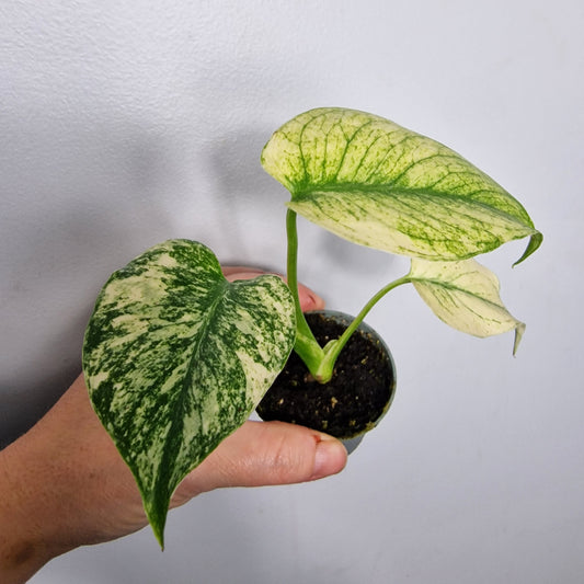 Monstera Mint – 6cm Pot (#1)