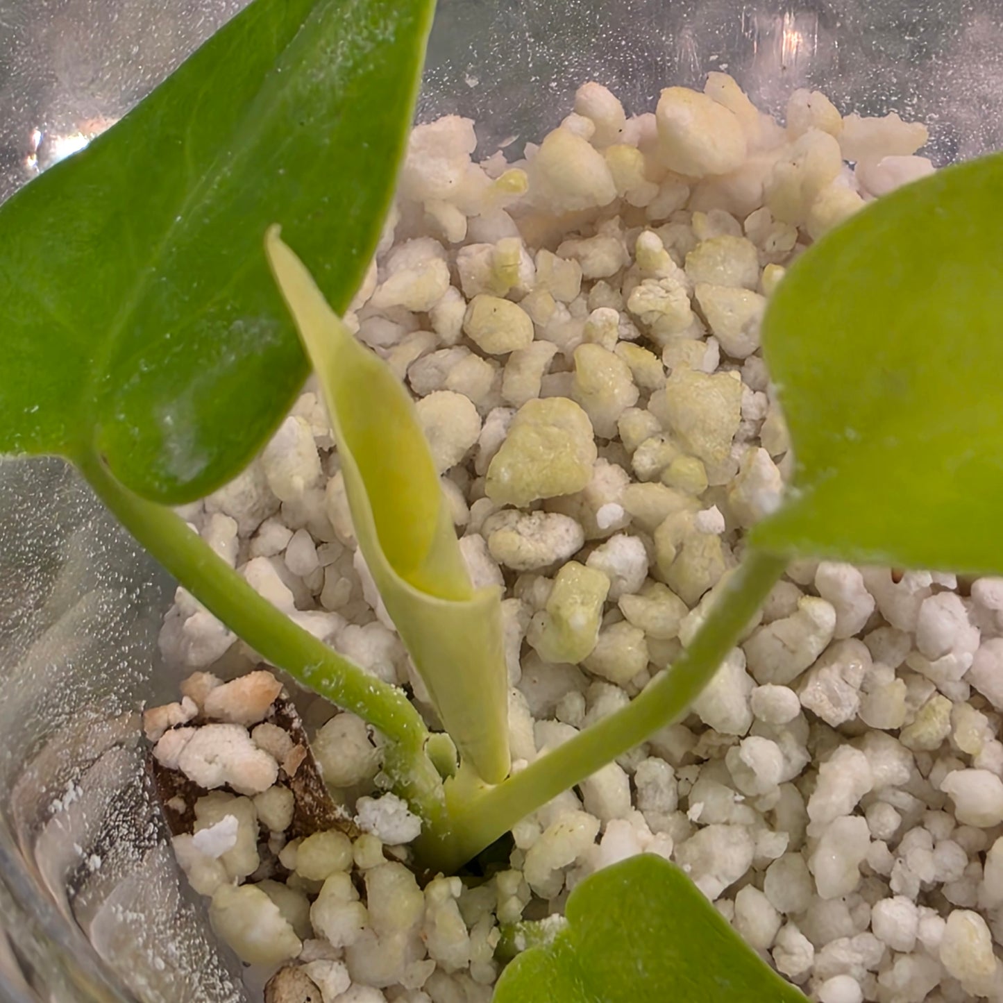 Monstera Lemon Lime – Exact Plant - See Description