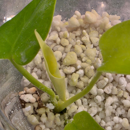 Monstera Lemon Lime – Exact Plant - See Description