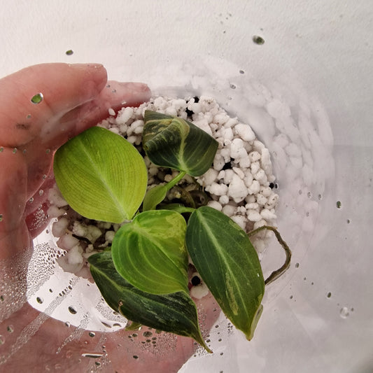 PRE-ORDER – Philodendron Melanochrysum Variegated  – Young Exact TC Plant (#1)