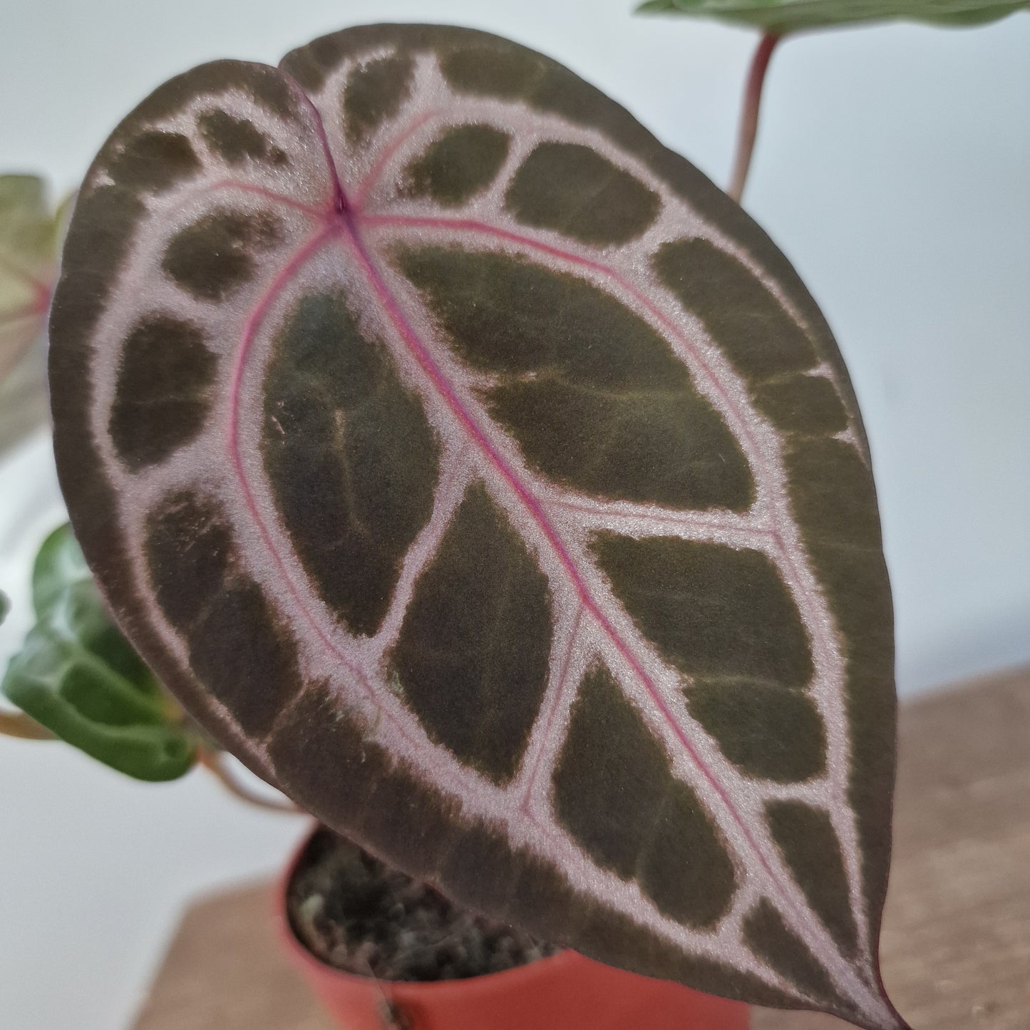 Anthurium Michelle by DocBlock – 9cm Pot (#4)