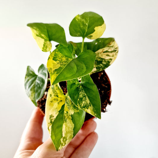 Syngonium Aurea multiple Houseplants in each 14cm pot (4)