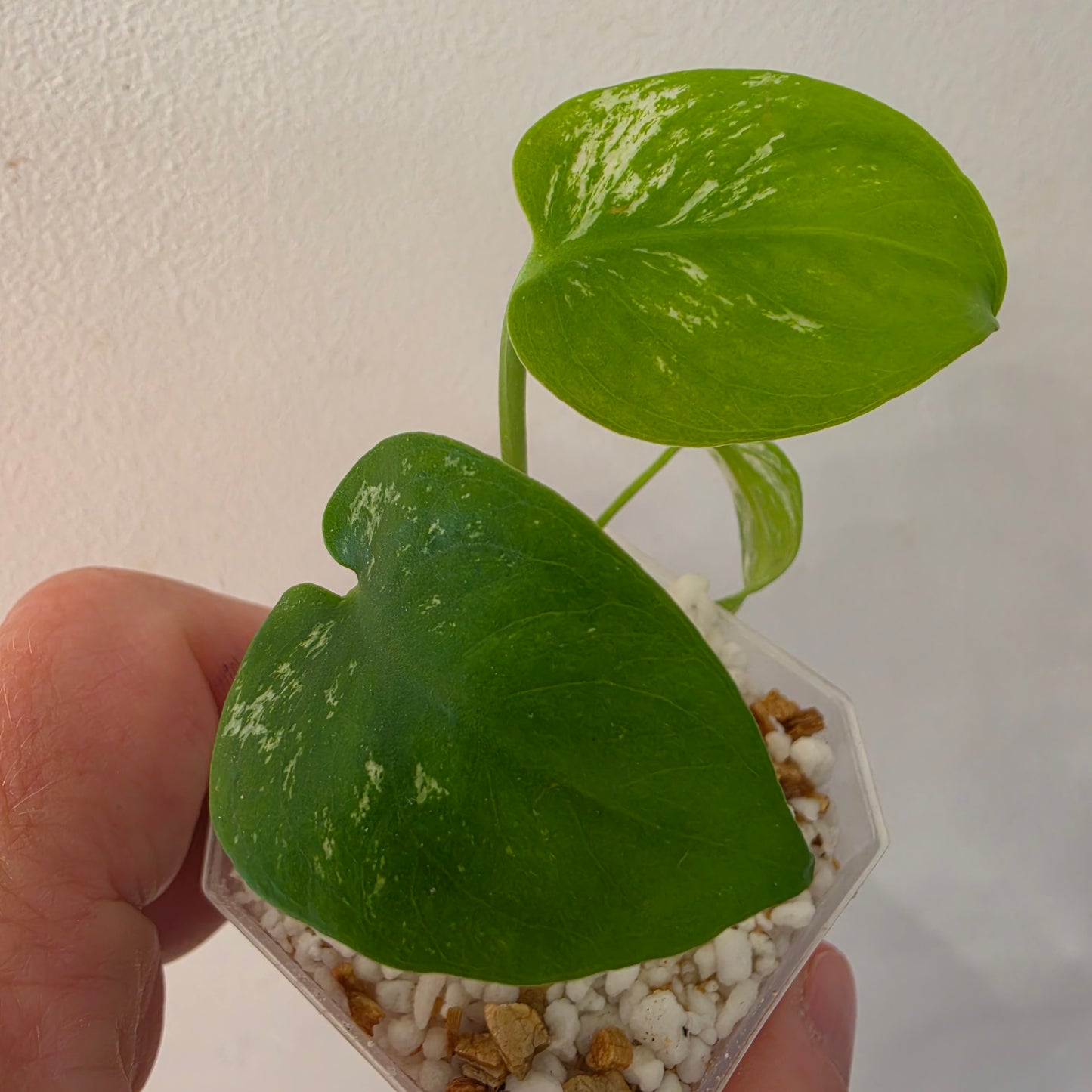 Monstera Devil – Acclimatised TC - Exact Plant (5) See Description