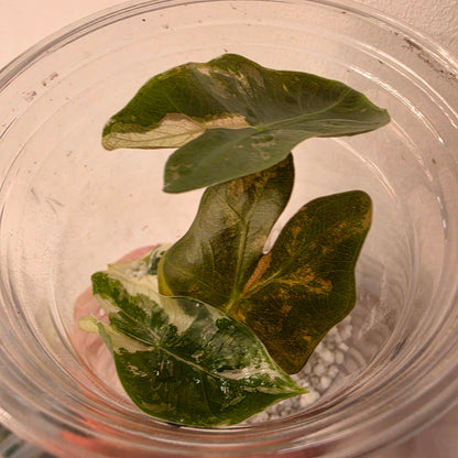 Alocasia Pseudo Sanderiana Pink Variegation Exact Plant - 3 See Description