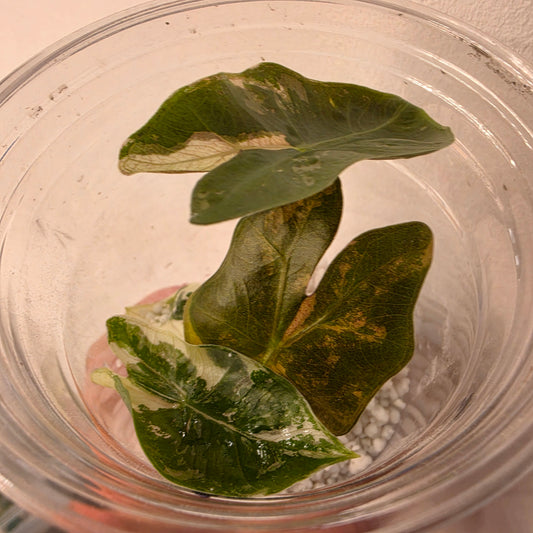 Alocasia Pseudo Sanderiana Pink Variegation Exact Plant - 3 See Description