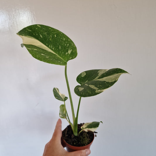 Monstera Thai Constellation Rare Houseplant 8cm pot (c)