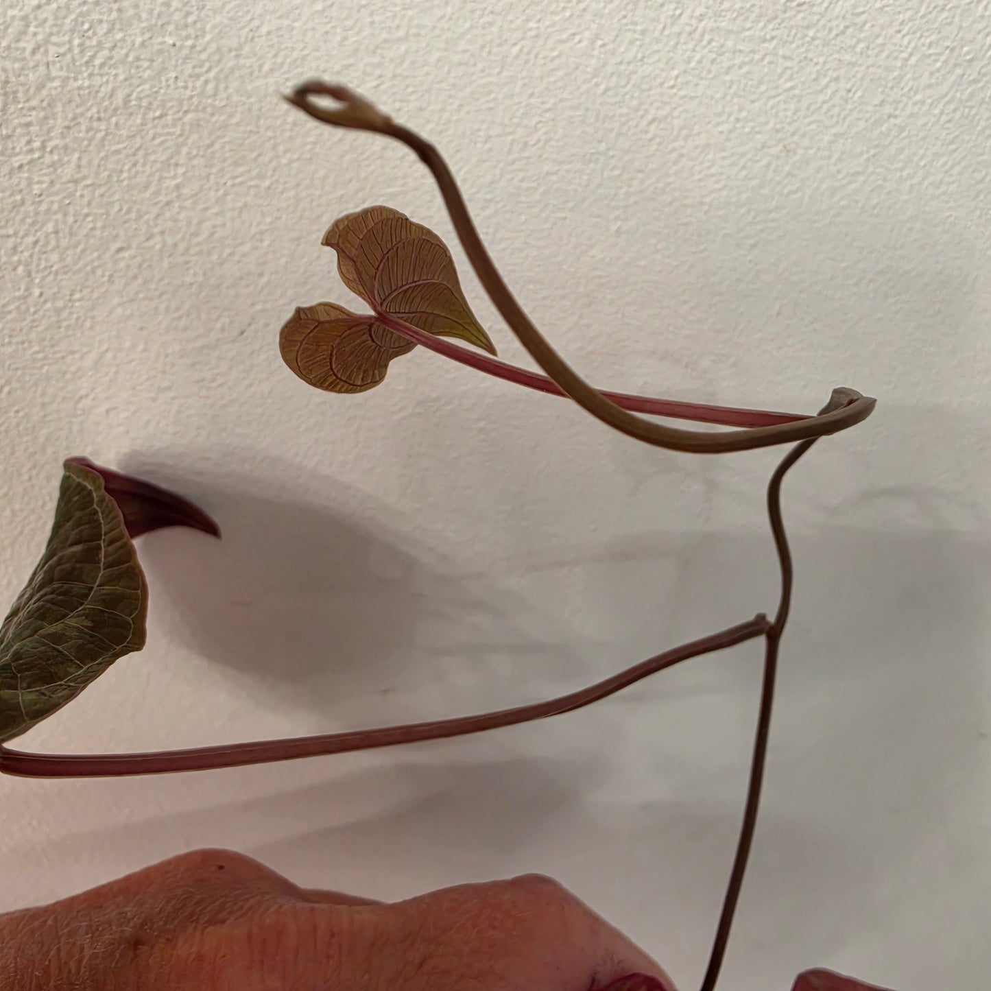Dioscorea Dioscorea Vining Climbing Plant Exact Plant (3)