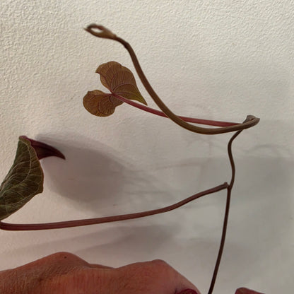 Dioscorea Dioscorea Vining Climbing Plant Exact Plant (3)