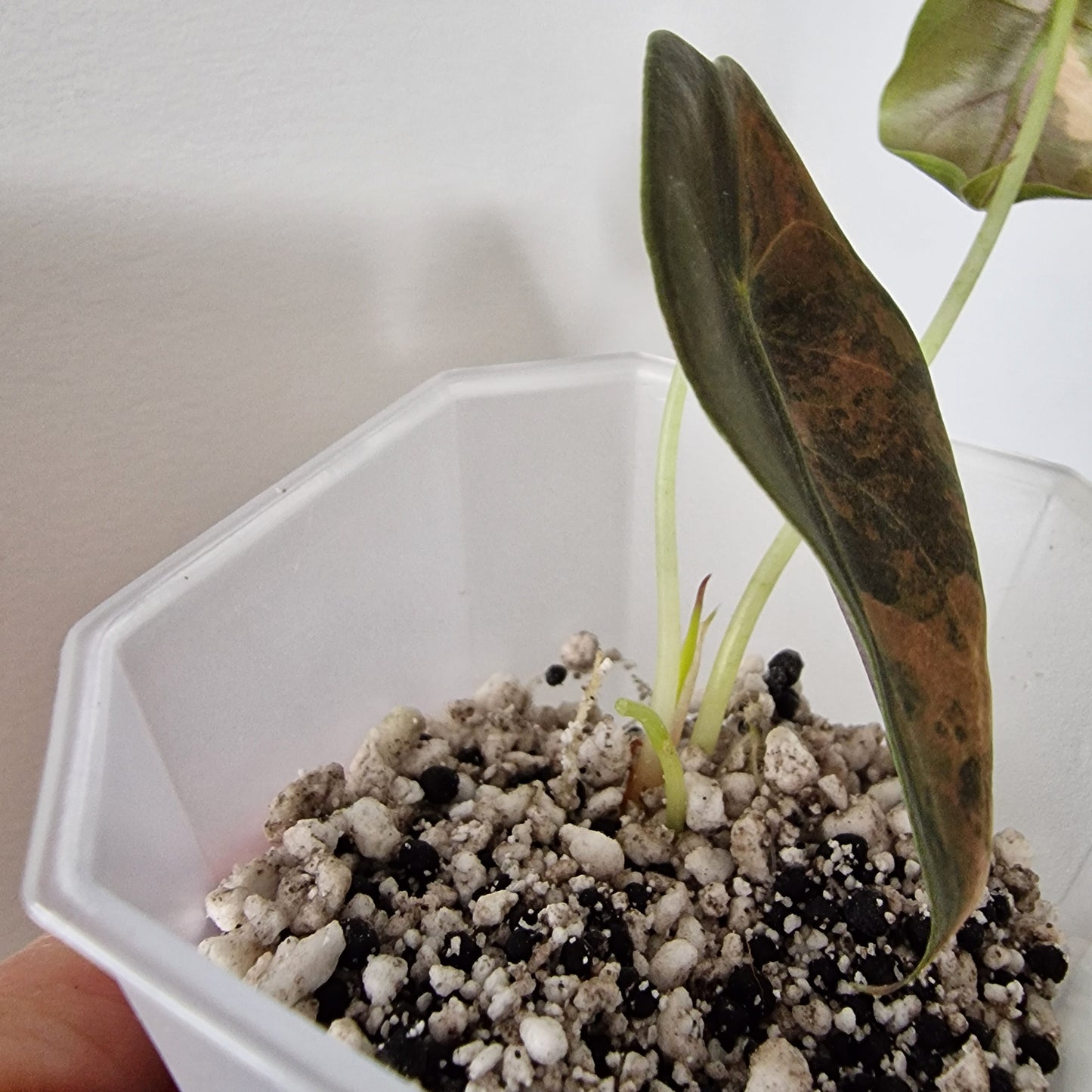 Alocasia Sedenii Variegated – Exact Plant (#1)